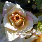 flower, rose, blossom-7777218.jpg