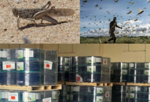 المغرب يدعم موريتانيا في مكافحة الجراد الصحراوي بتبرع كبير من المبيدات