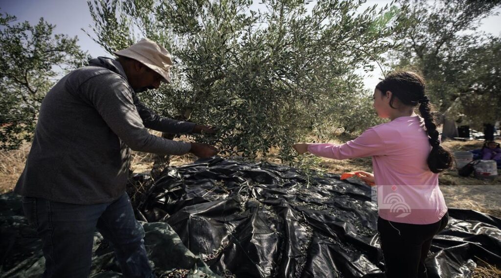 Hare-hare 340 da mamaya da matsugunan suka kai kan masu tsinin zaitun tun farkon kakar wasa