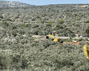 الاحتلال يواصل تجريف واقتلاع أشجار زيتون معمرة في سلفيت